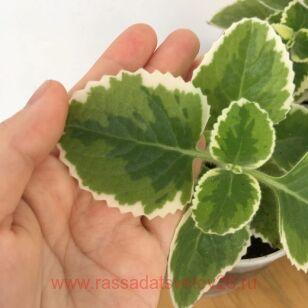 Плектрантус Variegated Cuban Oregano 1
