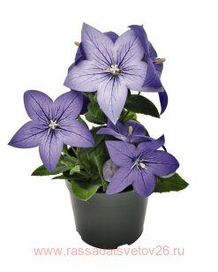 ���������� ��������������� pop star blue 4