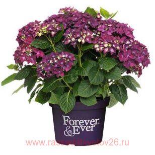 Гортензия крупнолистная Forever & Ever purple 137