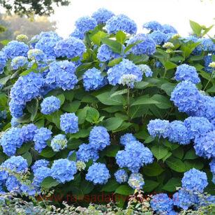 ��������� ������������� Marine Blue 53