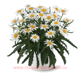 Нивяник Lucille White 20