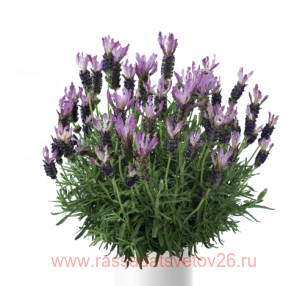 Лаванда FANTASI Early Purple 15