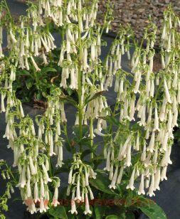 Фигелиус Colorburst White 4