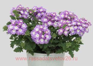 Вербена Blues Sky Blue 26