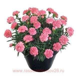 Гвоздика Dia Deur Giulia 89