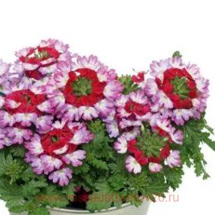 Вербена Drums Purple Red 7