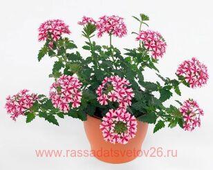 Вербена Lanai Candy Cane 19