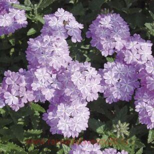 Вербена Lanai Lavender Star 21