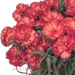 Гвоздика MENORCA Fancy Orange 75