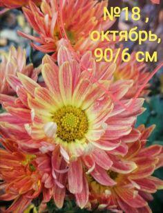 Хризантема Рыжик 62к