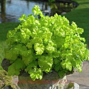 Гейхера Lime Ruffles 205