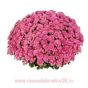 Хризантема мультифлора Ditto Dark Pink 58
