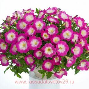Петуния Cascadias Fantasy Hot Pink