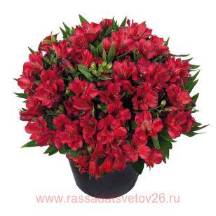 Альстромерия INTICANCHA Valentino 1