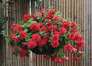 ������� Surfinia Double Red 105