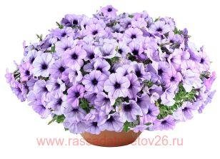 ������� Cascadias Lavender Ice 54