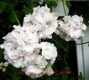 Пеларгония плющелистная PAC White Pearl 287