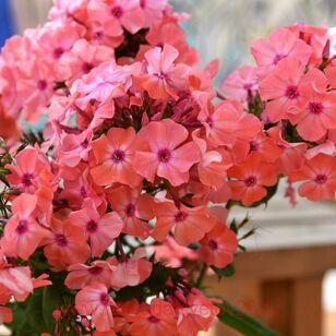 Флокс метельчатый Золотая Русь 34