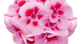  Sel. Moonlight louise 37