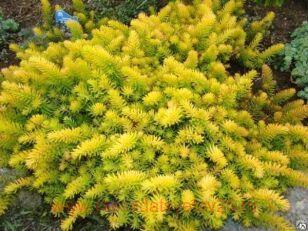 Седум Yellow Bouket 8