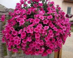 Петуния Surfinia® Hot Pink 33