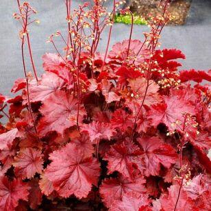 Гейхера Northern Exposure™ Red 111