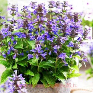 Котовник (Nepeta) Neptune 1