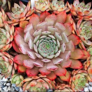 Молодило BigSam™ Pink Pomelo 51