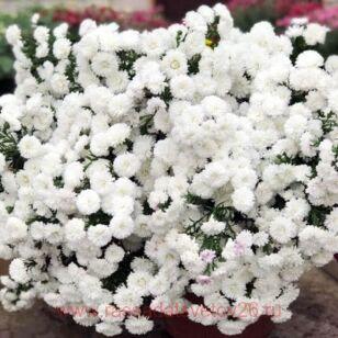 Астра Новобельгийская Showmakers Arctic White 26