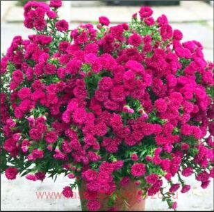 Астра новобельгийская Showmaker Magenta 34