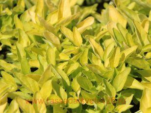 Ориганум (душица) Голдтейлер (Goldtaler) 9