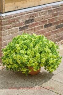 ������� Tumbelina Compact Chartreuse 84