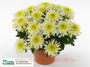 Хризантема Chrystal Lemon Yellow 123