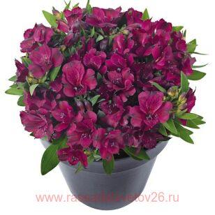 Альстромерия dark purple 5
