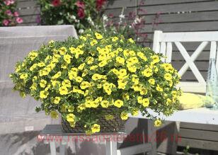  MINIFAMOUS NEO TRUE YELLOW 