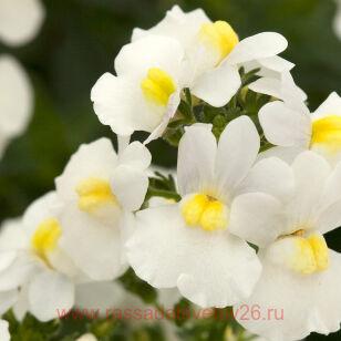 Немезия Sun White Perfume 5