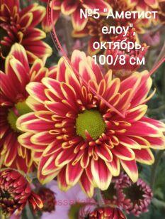 Хризантема Аметист еллоу 63к