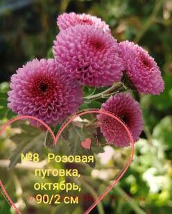 Хризантема Пуговка розовая 83к
