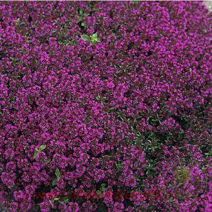 Тимьян ранний Purple Beauty 23