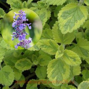 Котовник Фассена Six Hills Giant Gold 4