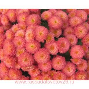 Хризантема мультифлора Gigi CORAL 82
