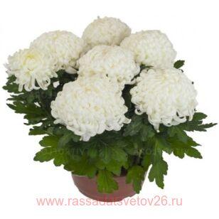 Хризантема крупноцветковая Cosmo White 120