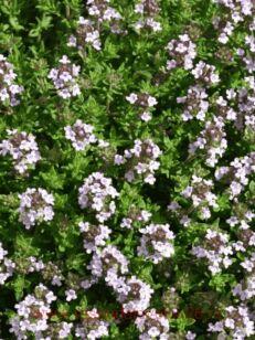 ������ ������������ Evergreen Compact 12