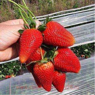 �������� �������� (Felicity) 3