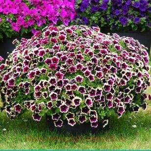 ������� ��������� ���� 10�� (�������� ������ �����)