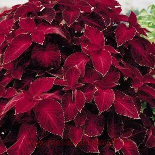 ������ Wizard Velvet Red (��������� ������� ������) 204