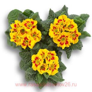 Примула Bumblebee 61