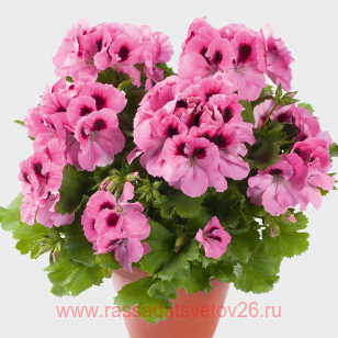 Королевская пеларгония Aristo Pink 102