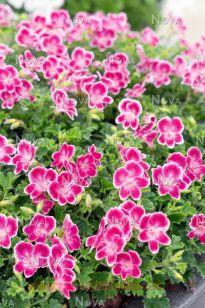 Пеларгония ангел Angeleyes Pink 117