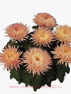 ���������� ������� Alaka peche 40